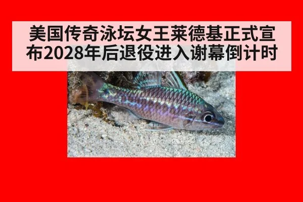 美国传奇泳坛女王莱德基正式宣布2028年后退役进入谢幕倒计时